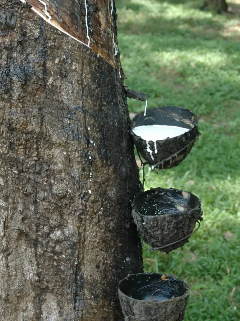Kautschuk Baum mit 3 übereinander befestigten Schalen. Die oberste ist gerade am überlaufen.