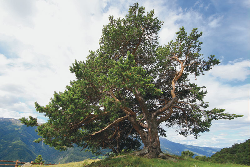 Bild von einer Zirbe. Man sieht den Baum, im Hintergrund Berge und den Himmel mit Wolken.